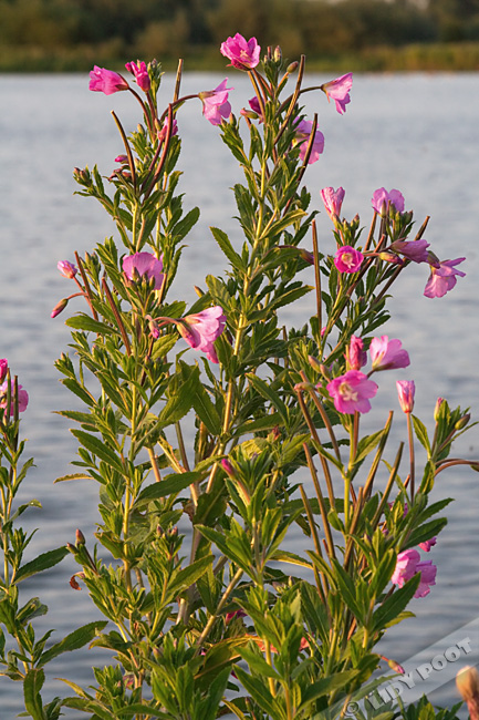 Yalangoch rossiyalik mashhur Kseniya Sobchakning porno suratlari Pantyhose kiygan mushukning yaqindan surati